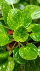 Close-up of vibrant green leaves (2)