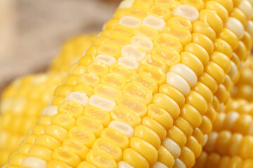 Fresh Sweet Corn Cob Close-Up - Golden Yellow Kernels Macro Photography