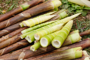 Fresh Bamboo Shoots from Tianmu Mountain - Organic Asian Vegetable Harvest