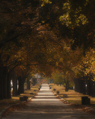 A long autumnal alley strewn with fallen leaves. Trees with golden-yellow foliage create a natural arch that draws the eye into the distance, emphasizing depth and perspective.