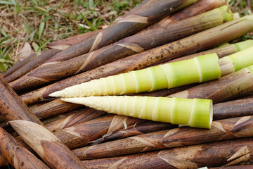 Fresh Tianmu Mountain Bamboo Shoots Spring Harvest - Tender Edible Shoots on Natural Bamboo Stalks