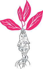 Mandrake Root Line Art Illustration, Mystical Halloween Plant Symbol of Witchcraft and Magic. Perfect for enchanted clipart, occult art, and magical botanical designs