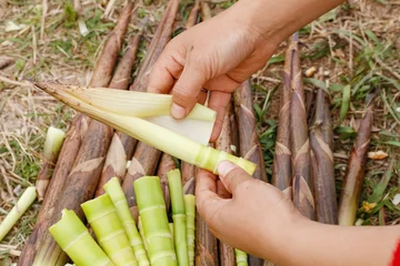 Fototapeten Bambus Fresh bamboo shoots being harvested by hand from Tianmu Mountain forest floor  © DoSy