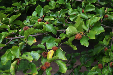 Branch of beech tree with nuts and green leaves, Fagus sylvatica
