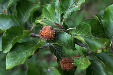 Branch of beech tree with nuts and green leaves, Fagus sylvatica