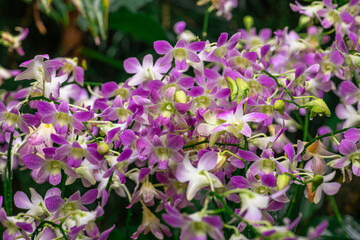 White and pink Dendrobium Australian Artist orchid in flower