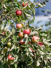 Tree with many apples on it