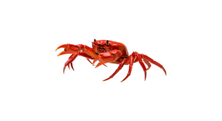 A vibrant red crab, isolated on transparent background, showcases its intricate details, from its powerful claws to its textured shell, in stunning clarity