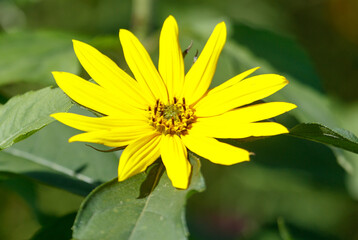 A yellow flower with a green stem