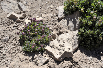 Heliotrope milkvetch or Astragalus montii plant. An eye-catching plant that grows among rocks with its thick, full leaves and delicate, delicate flowers.