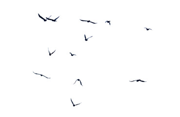 Flock of birds in flight isolated on white background
