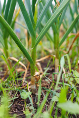 Bunch of green plants with brown stems