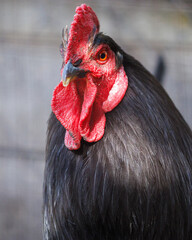 A black chicken with a red beak