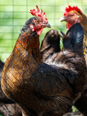 A chicken with a red head and black and brown feathers