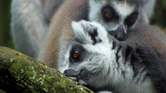 Ring-tailed Lemur - Lemur catta large strepsirrhine primate with long, black and white ringed tail, endemic to Madagascar and endangered, in Malagasy as maky, maki or hira.