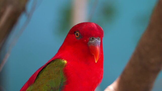 Close up shot of a vibrant red Chattering Lory (lorius garrulus) perched on tree branch, curiously wondering around the surroundings.