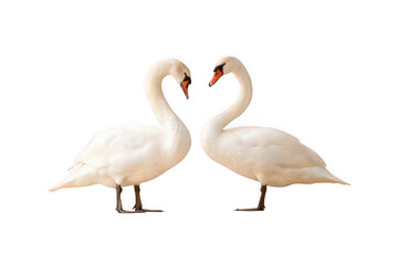 Fototapeta premium Two elegant swans facing each other isolated on transparent background