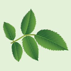 Realstic Leaif Vector Line Art Illustration