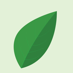 Realstic Leaif Vector Line Art Illustration