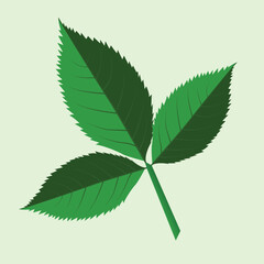 Realstic Leaif Vector Line Art Illustration