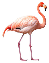 Fototapeta premium PNG Flamingo animal bird wildlife.