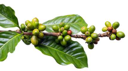 Fresh coffee branch with unripe coffee beans and vibrant green leaves, isolated on a white background, showcasing the beauty of nature's bounty in botanical photography.