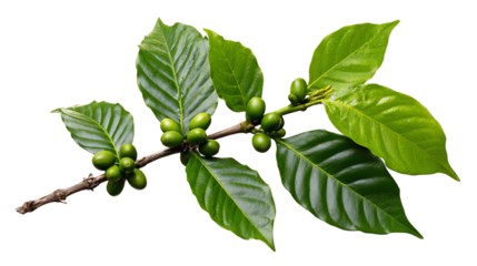 Green coffee branch with unripe berries and glossy leaves isolated on a white background, perfect for showcasing agricultural and botanical themes.