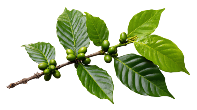 Green coffee branch with unripe berries and glossy leaves isolated on a white background, perfect for showcasing agricultural and botanical themes.