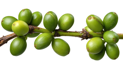 A cluster of unripe green coffee beans on a branch, showcasing the natural growth and vibrant color of the coffee plant. Ideal for food-related themes and agriculture.