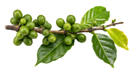 A fresh coffee plant branch featuring green coffee cherries and lush green leaves, showcasing the beauty of nature and the coffee production process.