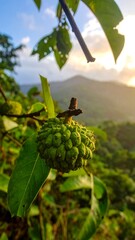 Tropical fruit on branch, mountain view