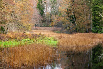 River valley with reeds in autumn