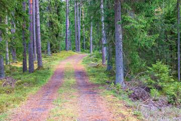 Forest road in a spruce forest