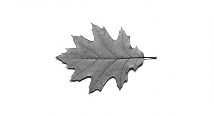 Naklejka premium Detailed oak leaf skeleton showcases intricate natural vein patterns against white background