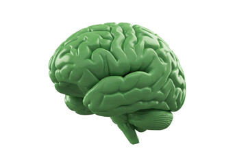 Isolated Green Human Brain Anatomy, Nervous System, Healthcare Medical Biology Model