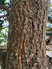 Close-up texture of a rough tree bark with natural cracks and patterns, showing details of the wood surface in daylight.