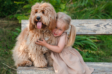 Little girl hugs a Curly brown goldendoodle or kawapoo dog in summer outdoor