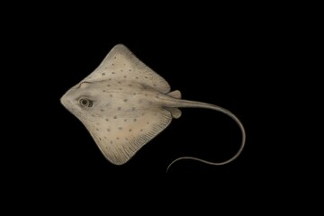 stingray,