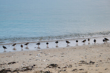 Naklejka premium Oiseaux sur la plage