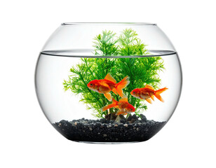 Round fish tank with three orange fish and green plants