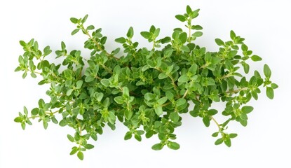 Obraz premium Fresh Green Thyme Herb Plant Isolated on White Background
