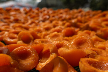 Apricot slices are dried in the sun in a drying net, outdoor summer