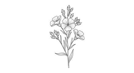 Detailed botanical illustration of a flowering plant with delicate petals and buds.
