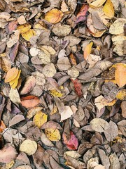 Fallen Autumn Leaves on the Ground