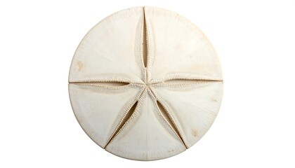 Circular, pale-cream sea urchin fossil
