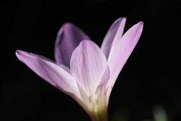 purple crocus flowers under the light on the dark background