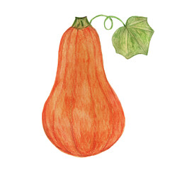 Pumpkin Isolated on white background. Hand drawn pumpkin Watercolor. Vegetables, harvest, colored botanical illustration.