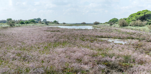 lush vegetation of Limonium Serotinum in salt marsh, near Porto Caleri, Italy