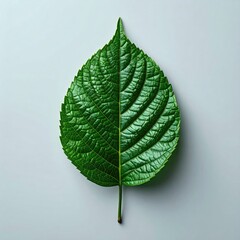 Vibrant green leaf, centered on light gray