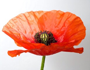 Close-up of vibrant orange poppy